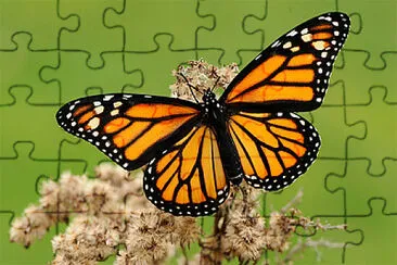 MARIPOSA MONARCA jigsaw puzzle