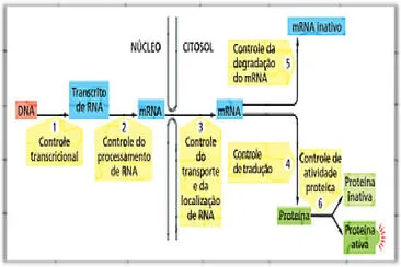 Regulação da Expressão Gênica