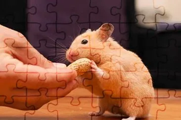 domestic animals jigsaw puzzle