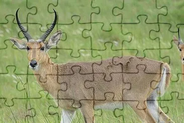 Redunca dei canneti jigsaw puzzle