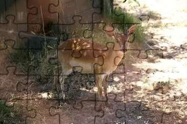 Suni jigsaw puzzle