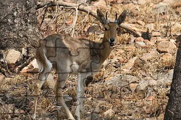 Antilope dei canneti montana