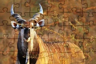 Antilope dalle corna a spirale jigsaw puzzle