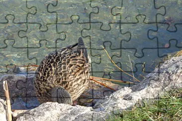 Cane au Landeron jigsaw puzzle