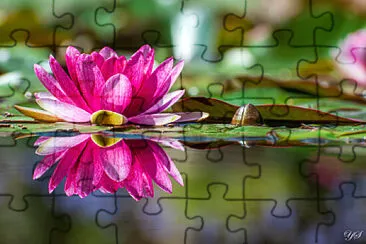 Nenuphare jigsaw puzzle