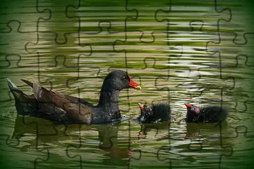 Poule d 'eau et ses petits jigsaw puzzle