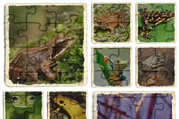 tipos de ranas jigsaw puzzle