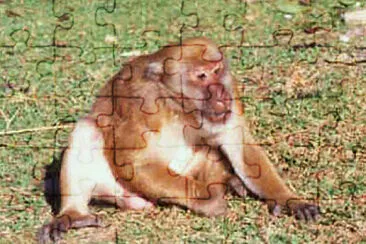 Macaco dell 'assam jigsaw puzzle