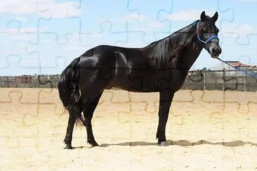 Cavalo Nordestino jigsaw puzzle