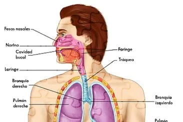 Sistema Respiratorio