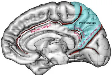 פאזל של Brain Slices 1