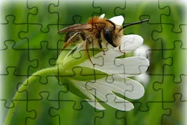 Abeille jigsaw puzzle