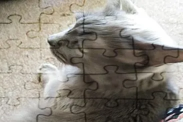 Gato de mi sobrina Omarielys jigsaw puzzle