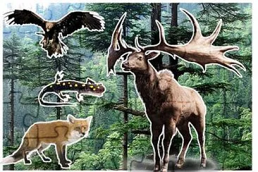 animales de los bosques jigsaw puzzle