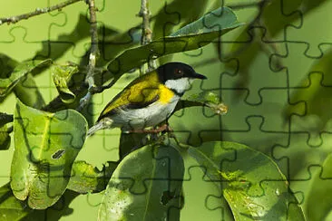 Apalis blak capped jigsaw puzzle