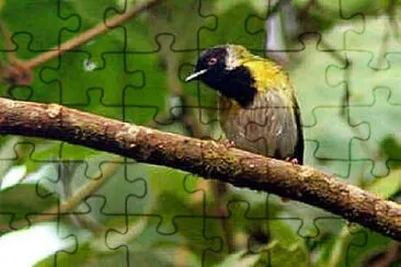 פאזל של Apalis black faced