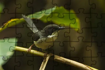 Apalis black heades jigsaw puzzle