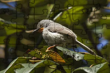 Apalis chestnut throated jigsaw puzzle