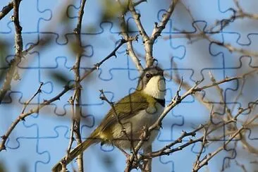 Apalis ruddi jigsaw puzzle