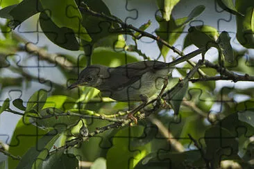 Apalis sharpii