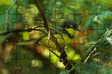 Apalis yellow throated jigsaw puzzle