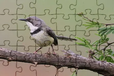 Apalis thoracica jigsaw puzzle