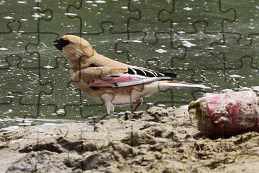 פאזל של Desert finch