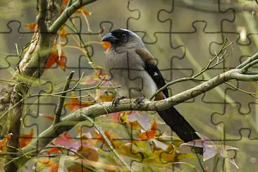 Grey treepie