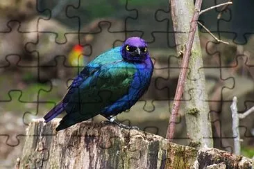 Storno splendido purpureo jigsaw puzzle