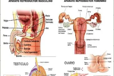 פאזל של Sistema reproductor