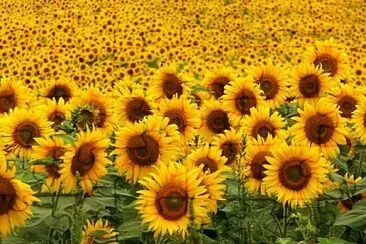 GIRASOLES jigsaw puzzle