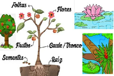 Tipos e parte das plantas jigsaw puzzle