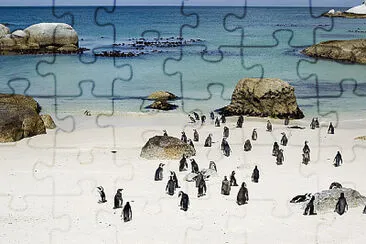 pinguim jigsaw puzzle