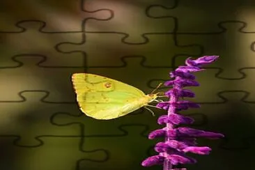 Borboleta amarela