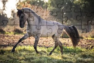 Sorraia jigsaw puzzle