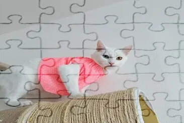 gata jigsaw puzzle