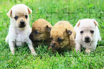 perritos jigsaw puzzle