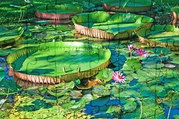 Amazônia jigsaw puzzle