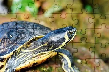 Top jigsaw puzzle