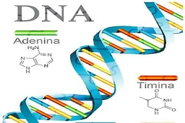 DNA jigsaw puzzle