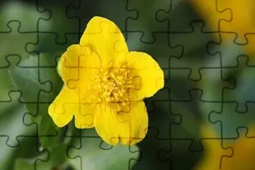 Botão de Ouro jigsaw puzzle