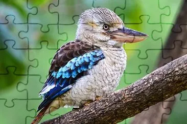 pajaro jigsaw puzzle