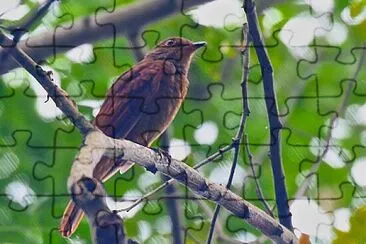 Speckled mourner jigsaw puzzle