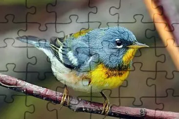 Parula northerm jigsaw puzzle