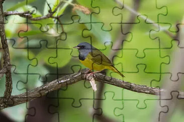 Parula piangente jigsaw puzzle