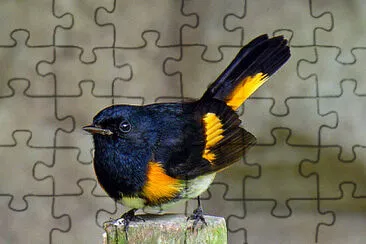 Parula ruticilla jigsaw puzzle