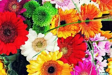 flores de colores