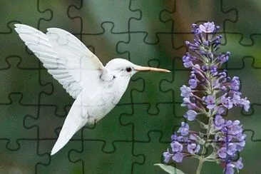 פאזל של Colibrì albino