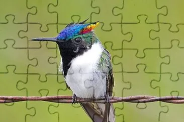 Colibrì cornuto jigsaw puzzle