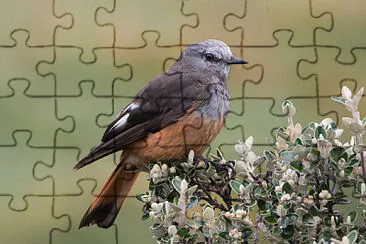 Tiranno dalla gropparossa jigsaw puzzle